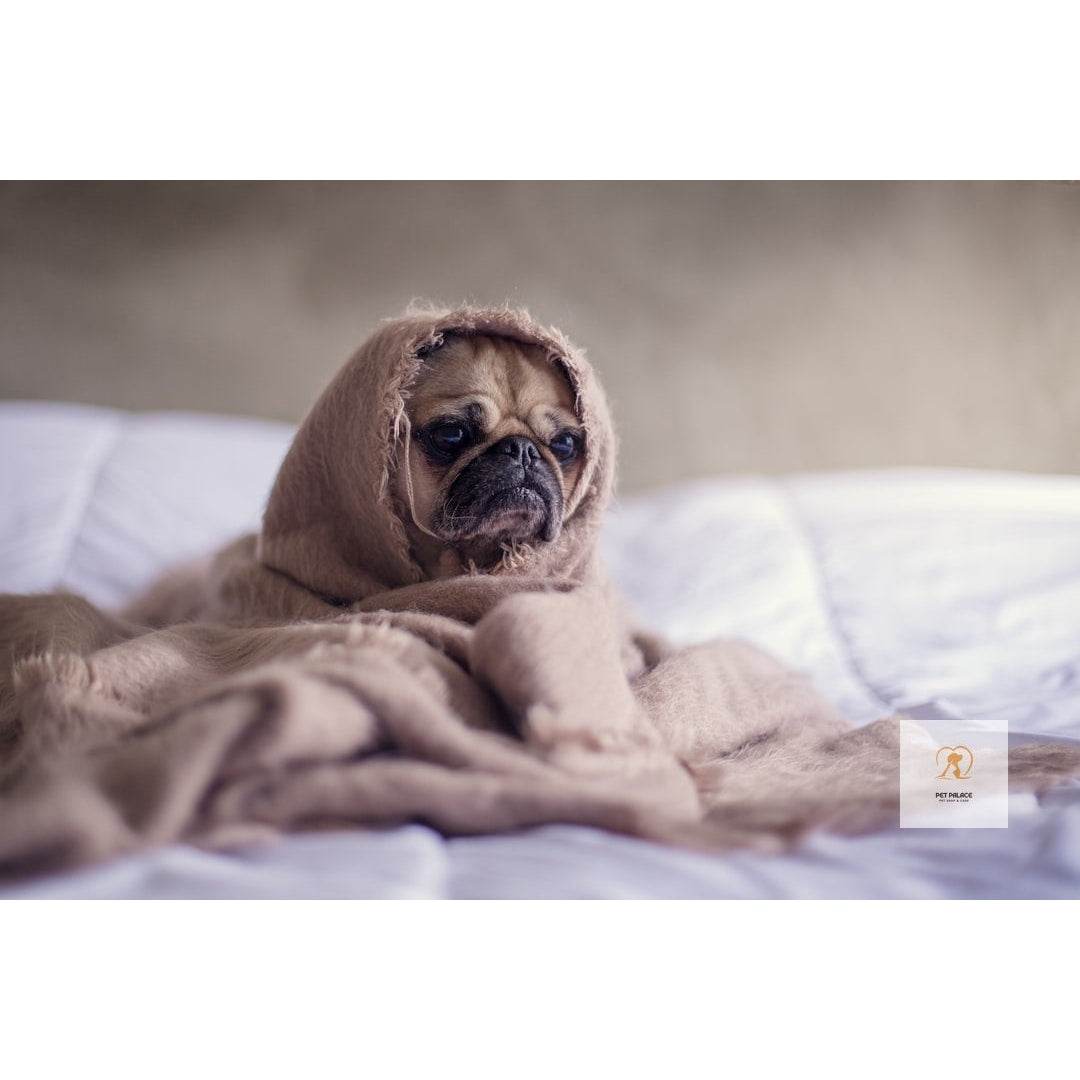 Pet Hair Remover Tools Near Me: What to Look For and Where to Buy - Pet palace shop