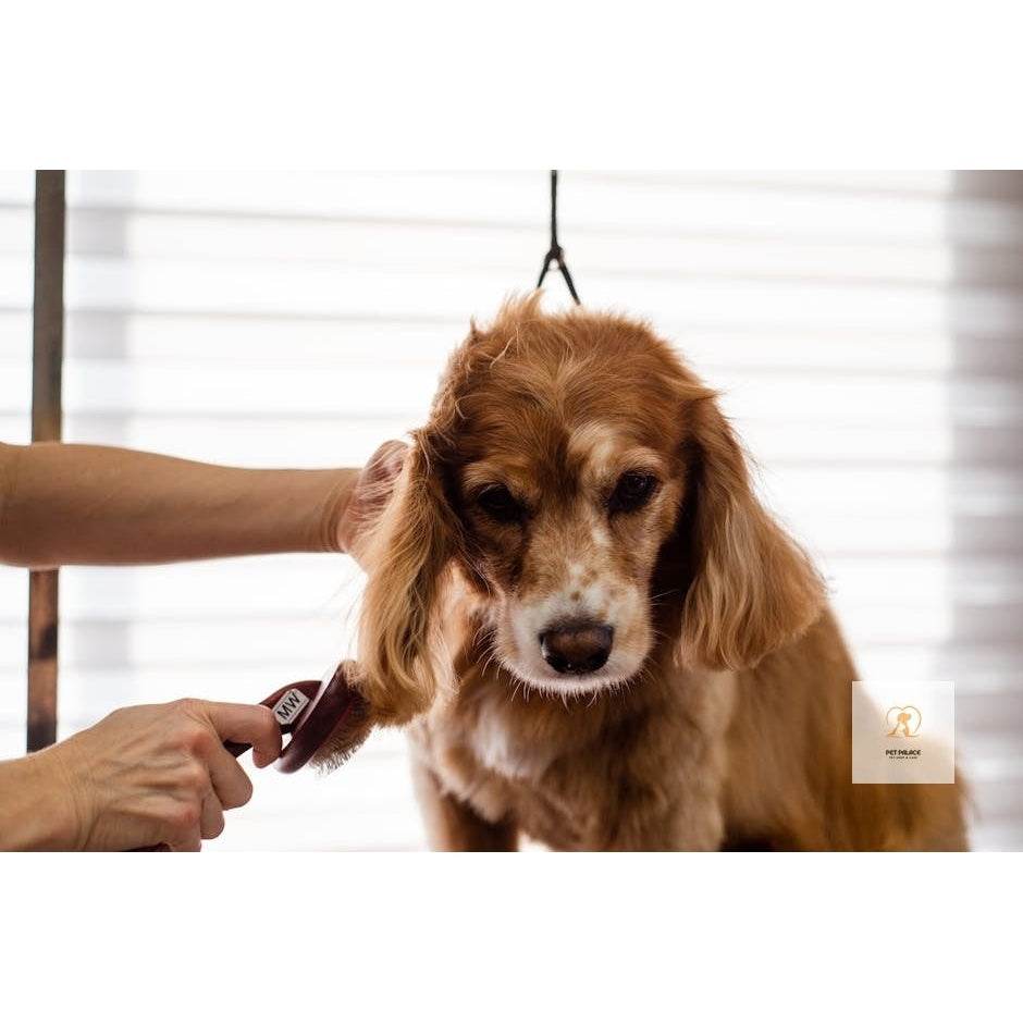 The Ultimate Guide to Choosing the Best Dog Grooming Brush - Pet palace shop