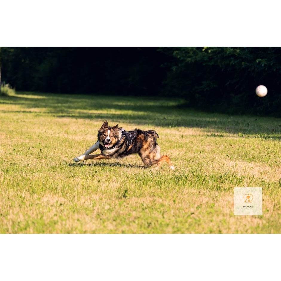 PetDroid Interactive Dog Ball: Durable Fun for Your Furry Friend - Pet palace shop