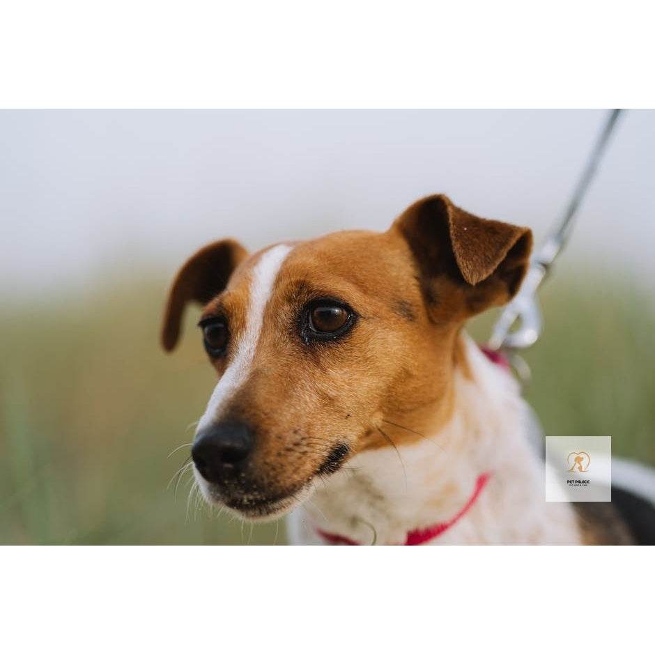 Walk in Comfort: The Best Ergonomic Retractable Dog Leashes Reviewed - Pet palace shop